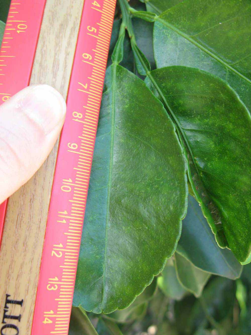              Unifoliolate leaf (Winter Haven, FL)       